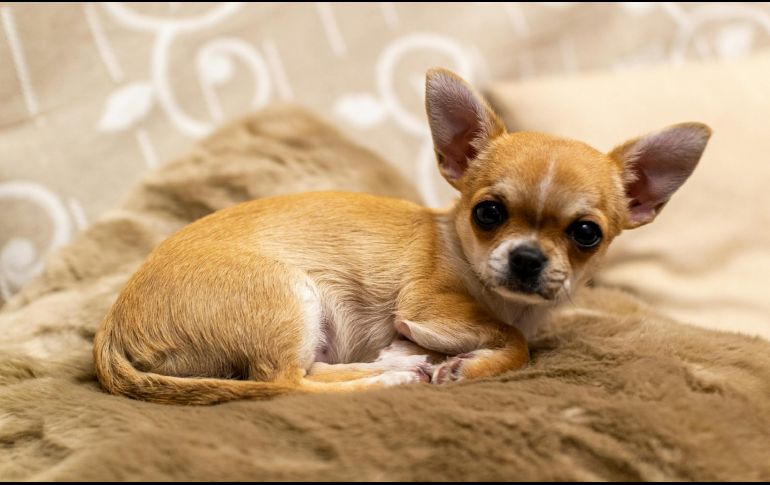 Aquí te compartimos cuáles son estas razas ideales para estar en casa. UNSPLASH / David Vives