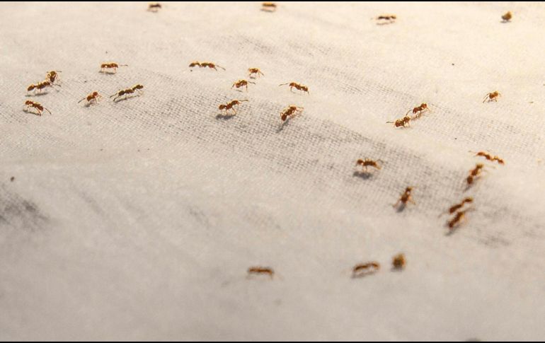 Aunque son habituales en los jardines durante ciertas épocas del año en México, su presencia se intensifica en el interior de las casas. Unsplash