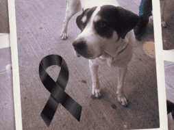 El pasado viernes 26 de abril, el presunto médico militar de nombre Fernando 