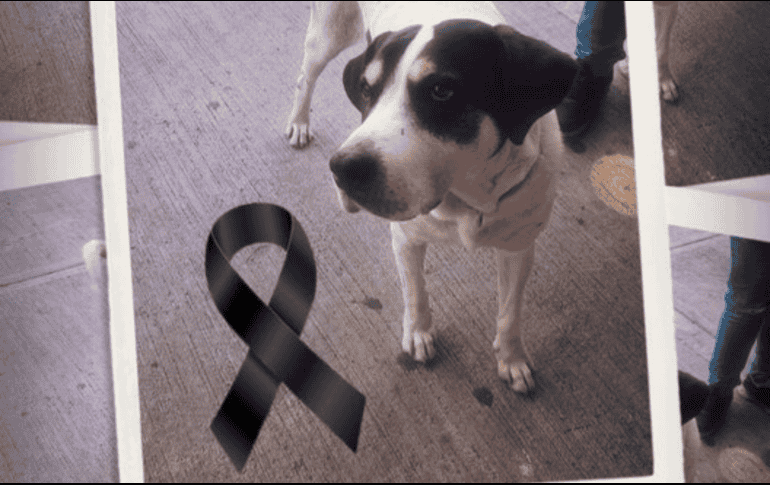 El pasado viernes 26 de abril, el presunto médico militar de nombre Fernando 