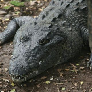 Detienen operativo de búsqueda del cocodrilo en la Laguna de La Piedad