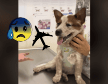 Este percance recuerda los cientos de casos de mascotas que pierden la vida por negligencias de las aerolíneas. TIKTOK/@01puni01