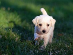 Se recomienda realizar de 3 a 4 paseos diarios con intervalos entre ellos. Pixabay.