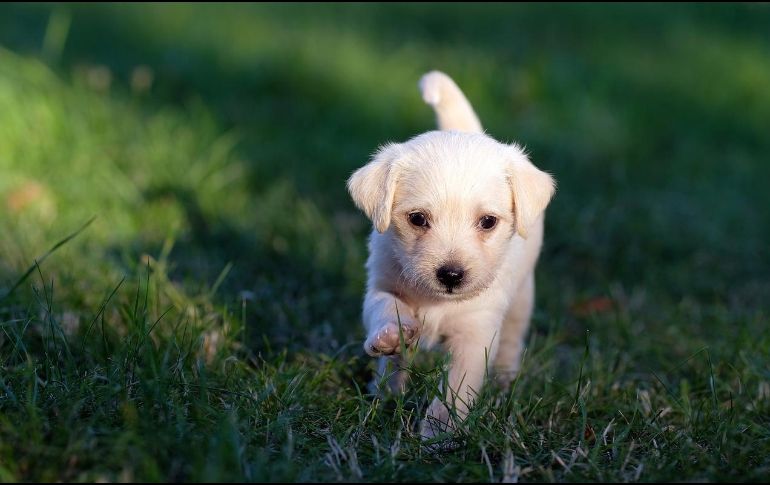 Se recomienda realizar de 3 a 4 paseos diarios con intervalos entre ellos. Pixabay.