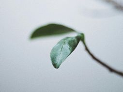 Una vez que las cucarachas han decidido invadir tu hogar, se convierten en una plaga difícil de erradicar. Unsplash.