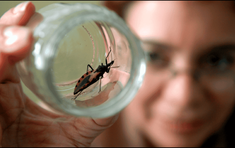 Más del 80% de los fallecimientos causados por el Chagas se relacionan con complicaciones cardíacas. EFE / ARCHIVO