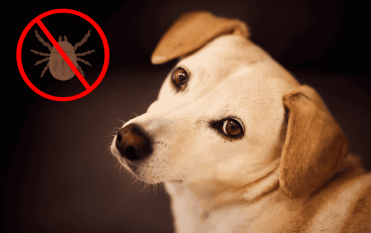 qué le sucede a un perro con la enfermedad de lyme