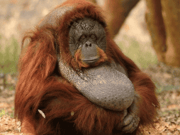 El inteligente comportamiento del animal salvaje ha llamado la atención de los científicos, quienes lo han comparado con el ingenio humano. ESPECIAL