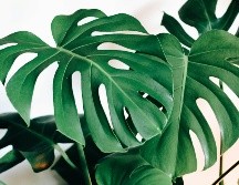 La alternativa natural siempre es la mejor opción, toma nota. UNSPLASH/Kara Eads