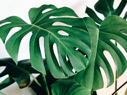 La alternativa natural siempre es la mejor opción, toma nota. UNSPLASH/Kara Eads