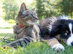 Las autoridades han emitido recomendaciones para cuidar a los animales de compañía y evitar que sufran un golpe de calor. UNSPLASH / S. ANDREW