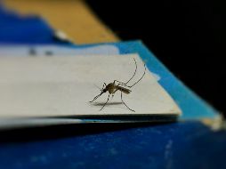 Esta mezcla se puede colocar en pequeños recipientes o vasos y situarlos estratégicamente cerca de las ventanas. UNSPLASH / M. Girish