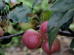 La fibra presente en las manzanas colabora en la salud cardiovascular. NTX / ARCHIVO
