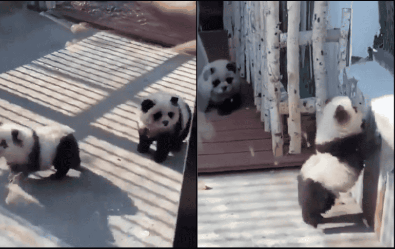 A pesar de que los visitantes fueron engañados, las imágenes y los videos de los “supuestos pandas” generaron una ola de ternura en redes sociales. ESPECIAL.