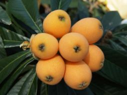 Las frutas y verduras lideran el ranking de los alimentos más recomendados para el cuidado de la salud. Pixabay.