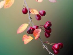 El escaramujo emerge como una alternativa con propiedades potencialmente beneficiosas. Unsplash.