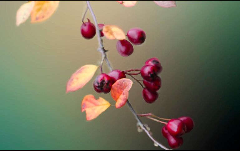 El escaramujo emerge como una alternativa con propiedades potencialmente beneficiosas. Unsplash.