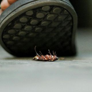 ¿Por qué salen cucarachas durante el calor?