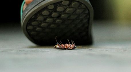 Estos bichos no tienen un hábitat en especial, por lo que pueden vivir prácticamente en cualquier lugar y en cualquier condición climática. ESPECIAL / Foto de Nowshad Arefin en Unsplash