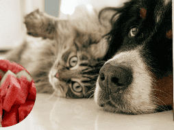 Estas son algunas frutas y verduras que puedes darle a tus mascotas. UNSPLASH / Louis-Philippe Poitras