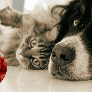 Frutas y verduras que puedes darle a tu mascota en temporada de calor