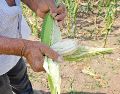 Estados Unidos argumenta que la comunidad científica internacional ha respaldado la seguridad de los cultivos genéticamente modificados durante décadas y ha criticado la decisión de México. SUN / ARCHIVO
