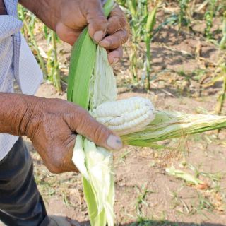 Disputa sobre maíz transgénico podría llevar a México y Estados Unidos a tribunales