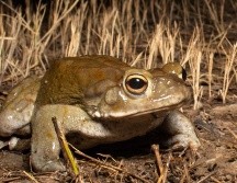 Veneno modificado del sapo del desierto de sonora contra la depresión ESPECIAL / NATURALISTMX