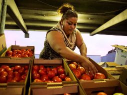 Es indispensable lavar y desinfectar correctamente los jitomates para evitar algún tipo de enfermedad o infección. AP / ARCHIVO