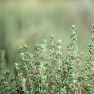 Esta hierba fortalecerá tus vías respiratorias todo el año