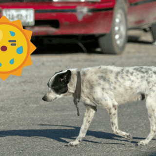 Golpe de calor en mascotas, ¿cuáles son los síntomas?