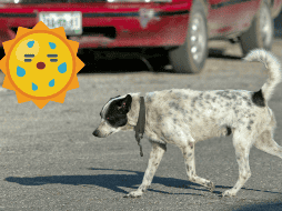 Ten en cuenta estos síntomas para que puedas actuar correctamente ante un posible golpe de calor en tus mascotas. EL INFORMADOR / ARCHIVO