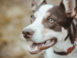 Aquí te dejamos algunas recomendaciones. UNSPLASH / B. NASCIMENTO