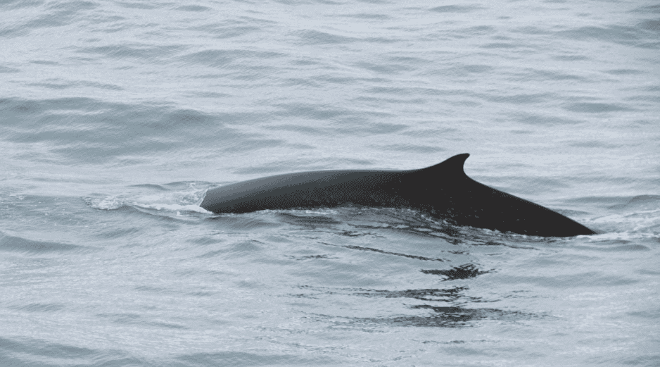 Hasta ahora, Japón permitía la caza de tres tipos de ballenas: la ballena de Bryde o de ojos grandes, la de Minke y la ballena de Sei, también conocida como norteña o boba. CORTESÍA / Oceanwide