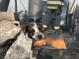 Pese a lo aparatoso del incendio, no se registraron víctimas ni lesionados. ESPECIAL.