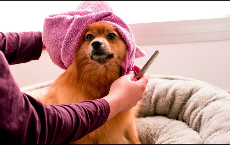 La raza y el tamaño de los perros, así como la ubicación donde ocurrió su evolución, es la que determina el tipo de pelaje que tendrá cada uno. ESPECIAL / Foto de Hayffield L en Unsplash