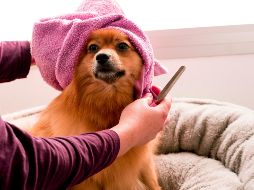 La raza y el tamaño de los perros, así como la ubicación donde ocurrió su evolución, es la que determina el tipo de pelaje que tendrá cada uno. ESPECIAL / Foto de Hayffield L en Unsplash