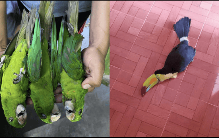 Ante la emergencia y las denuncias que se han presentado, en redes sociales la población de la huasteca ha invitado a poner bebederos para aves para que no se deshidraten. ESPECIAL/ FACEBOOK/ Selva Teenek Ecopark.