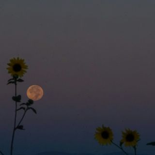 Luna de flores: Cómo y cuándo ver este bello evento astronómico