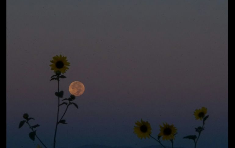 Una de las características más distintivas de la luna de flores es su aspecto más grande y brillante. Unsplash