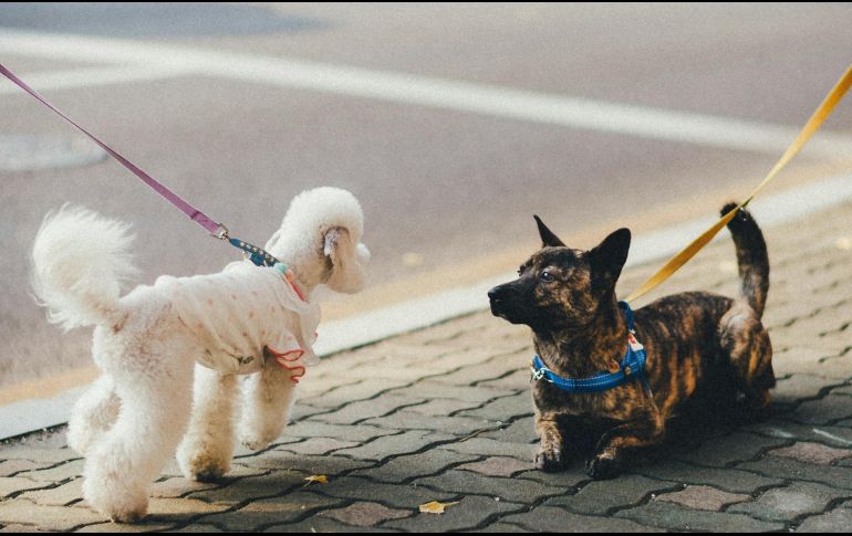 Hay que dejar que el perro se acerque a otros si así lo desea. UNSPLASH / B. KIM