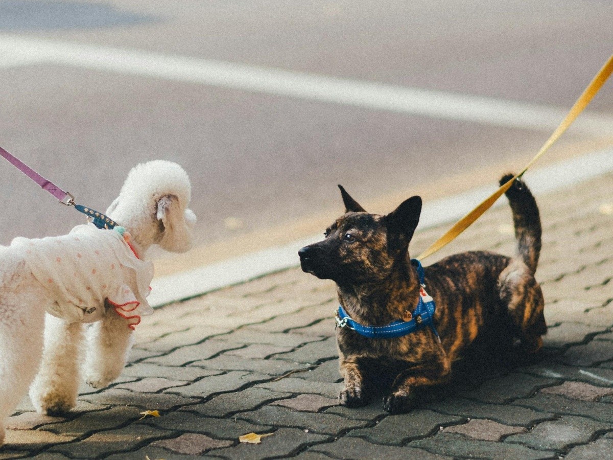qué necesitas para pasear a un perro