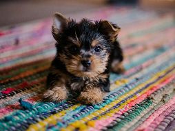 Los cachorros tienen que aprender a hacer sus necesidades fuera de casa. UNSPLASH / H. GRACE