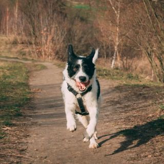 ¿Cuántos kilómetros puede correr un perro al día?