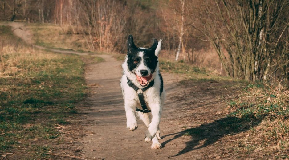 En general, los perros pueden correr a velocidades de hasta 40-45 km/h. UNSPLASH / R. GARCÍA