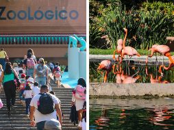 El Zoológico Guadalajara señaló que busca que la ciudadanía participe en la jornada electoral. EL INFORMADOR / ARCHIVO