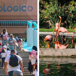 Cómo votar te puede dar una entrada muy barata al Zoológico Guadalajara