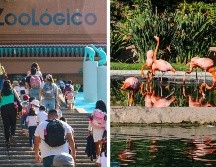 El Zoológico Guadalajara señaló que busca que la ciudadanía participe en la jornada electoral. EL INFORMADOR / ARCHIVO