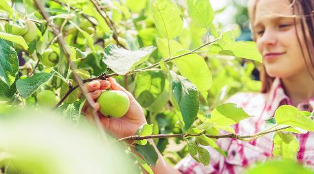 Conocer las frutas de temporada es importante para aprovechar sus aportes nutricionales al máximi. ESPECIAL/Foto de  Vitolda Klein en Unsplash