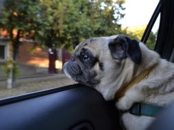 No tener los cuidados necesarios al transportar a tu mascota, puede ocasionar accidentes. ESPECIAL/Foto de Eszter Hornyai en Pixabay